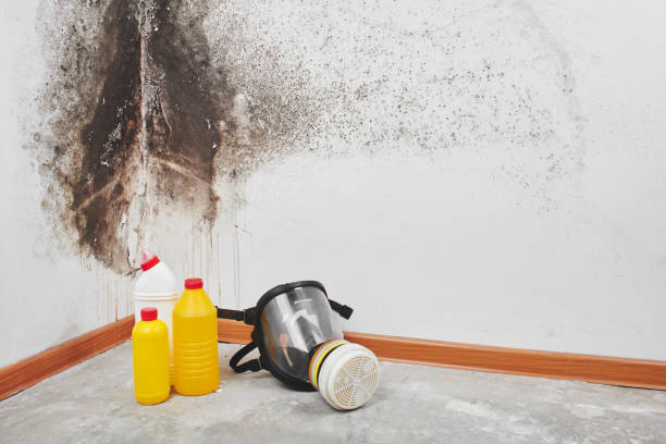 Best Post-Flood Mold Remediation in South Patrick Shores, FL