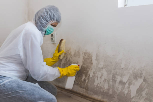 Best White Mold Remediation in South Patrick Shores, FL