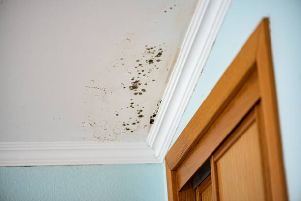 Best Basement Mold Remediation in South Patrick Shores, FL