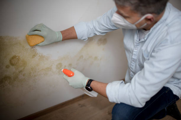 Best Residential Mold Remediation in South Patrick Shores, FL