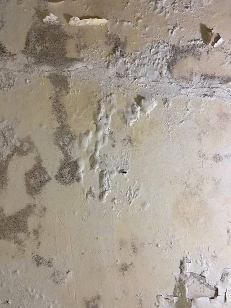 Best Residential Mold Remediation in South Patrick Shores, FL
