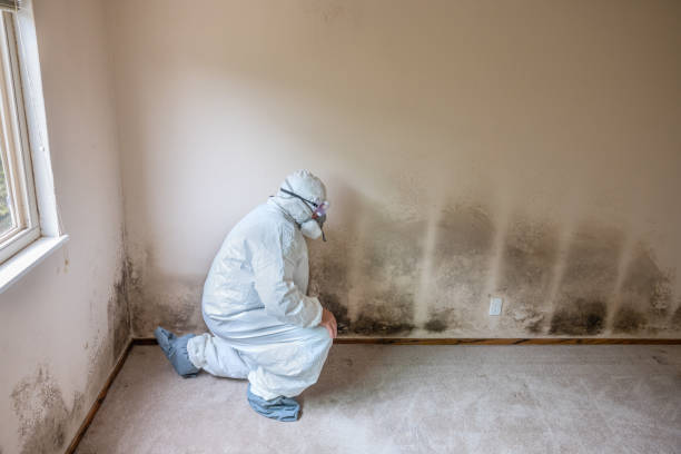 Best Industrial Mold Remediation in South Patrick Shores, FL