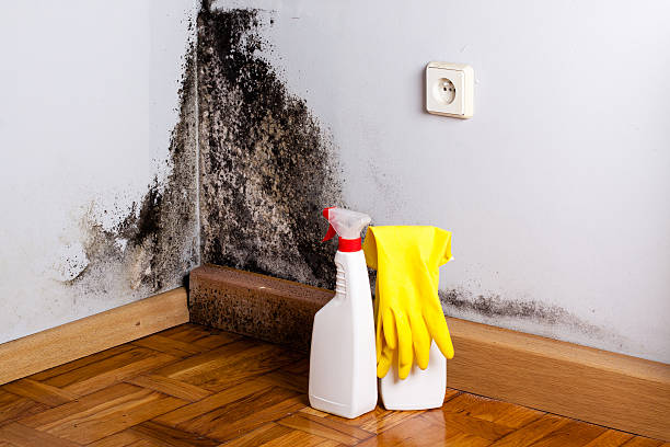 Best Black Mold Remediation in South Patrick Shores, FL