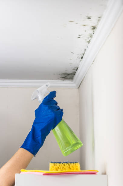 Best Attic Mold Remediation in South Patrick Shores, FL